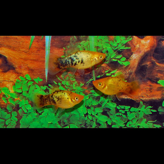 Platy NÉON DORÉ Spotted (Xiph. MAC. neon gold spotted) – Sur commande – par 10