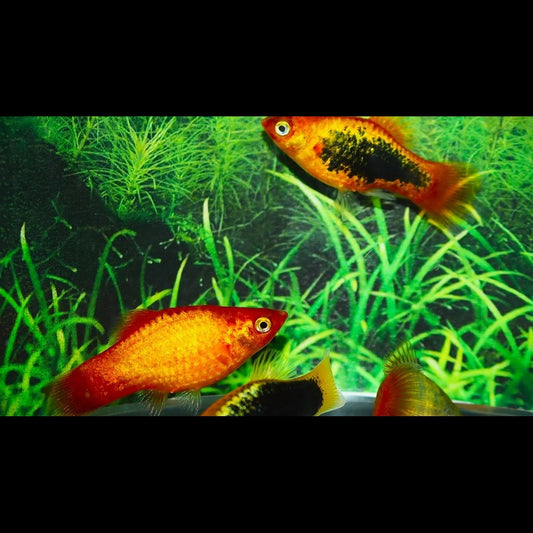 Platy NEON Assortis (Xiph. MAC. neon mix) – Sur commande – par 10