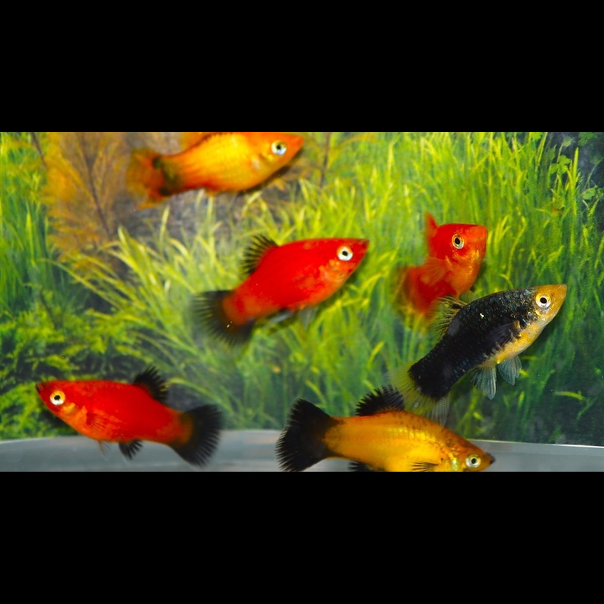 Platys assortis (Xiphophorus maculatus (mix))