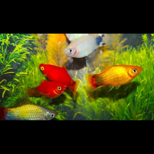 Platy Mickey Assortis (Xiph. MAC. mickey mix) – Sur commande – par 10