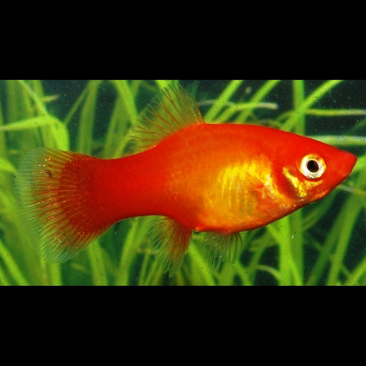 Platy Marigold (Xiph. MAC. marigold) – Sur commande – par 10