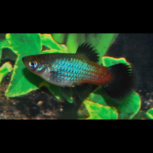 Platy Rainbow (Xiph. MAC. rainbow) – Sur commande – par 10