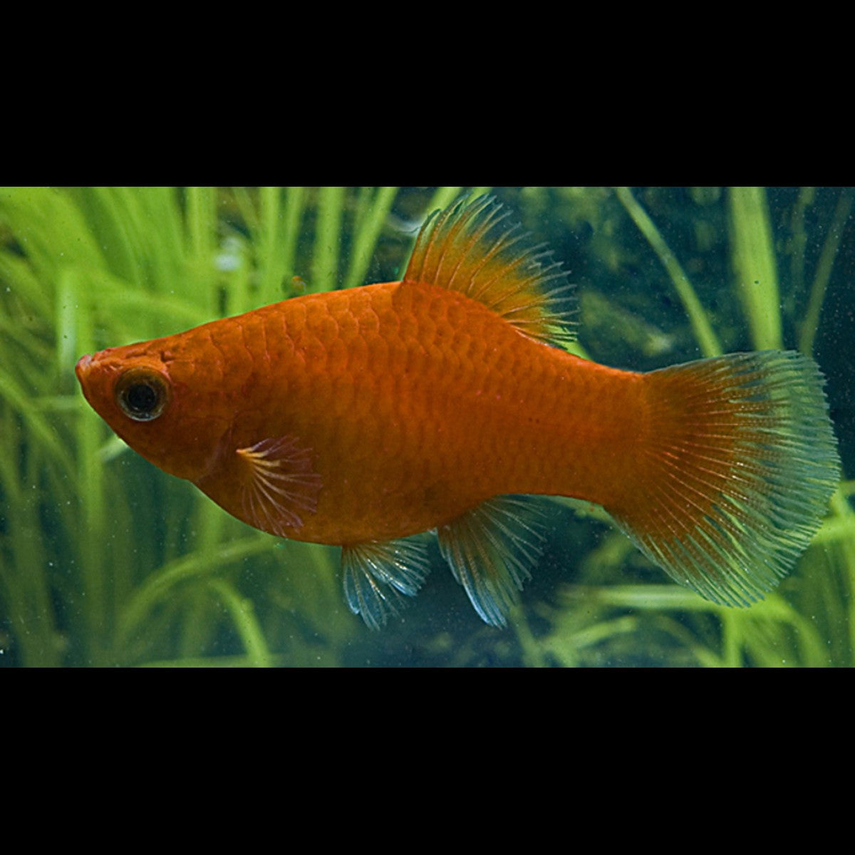 Platy Rouge (Xiph. MAC. red) – Sur commande – par 10