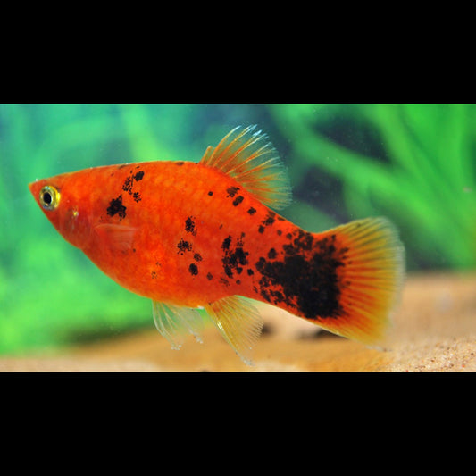 Platy Rouge Spotted (Xiph. MAC. red spotted) – Sur commande – par 10