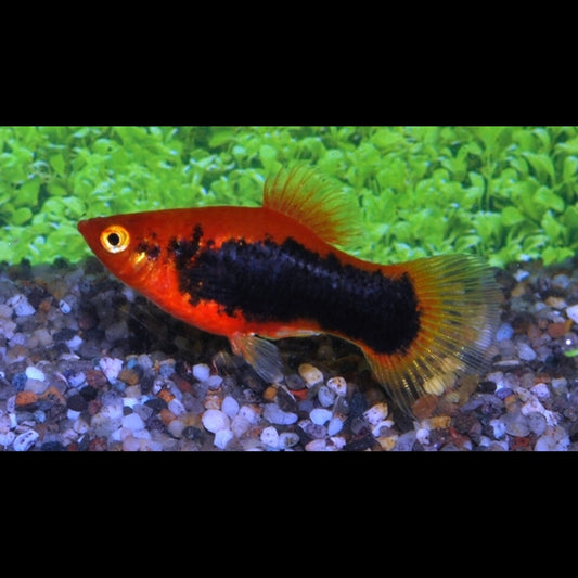 Platy Rouge Tuxedo (Xiph. MAC. red tuxedo) – Sur commande – par 10