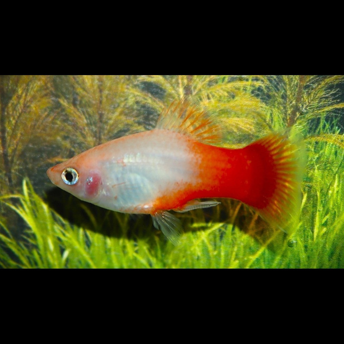 Platy Peppermint (Xiph. MAC. peppermint) – Sur commande – par 10
