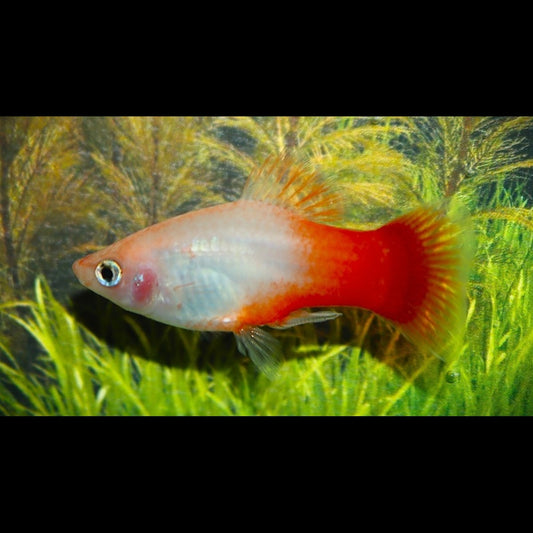 Platy Peppermint (Xiph. MAC. peppermint) – Sur commande – par 10