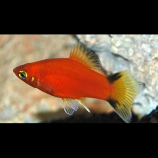 Platy Rouge Victory (Xiph. MAC. red victory) – Sur commande – par 10