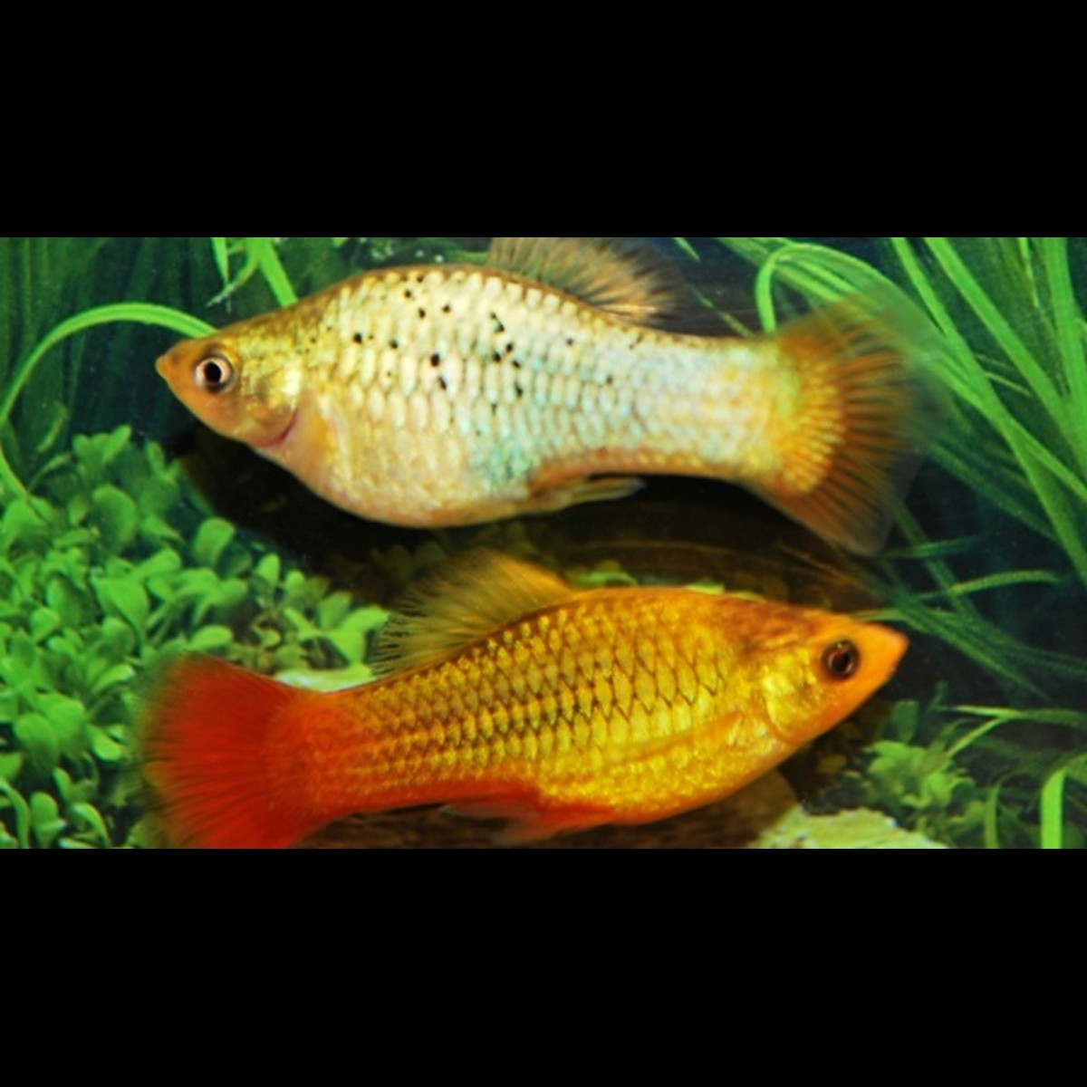 Platy Variatus VERT (Xiph. variatus green) – Sur commande – par 10