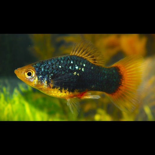 Platy NOIR Jaune (Xiph. MAC. black goldhead) – Sur commande – par 10
