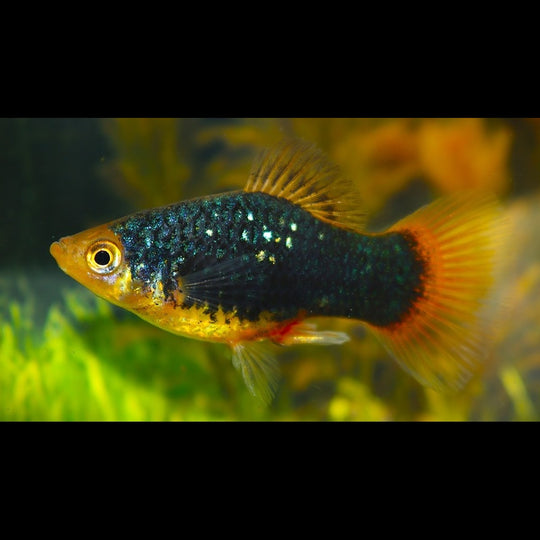 Platy NOIR Jaune (Xiph. MAC. black goldhead) – Sur commande – par 10