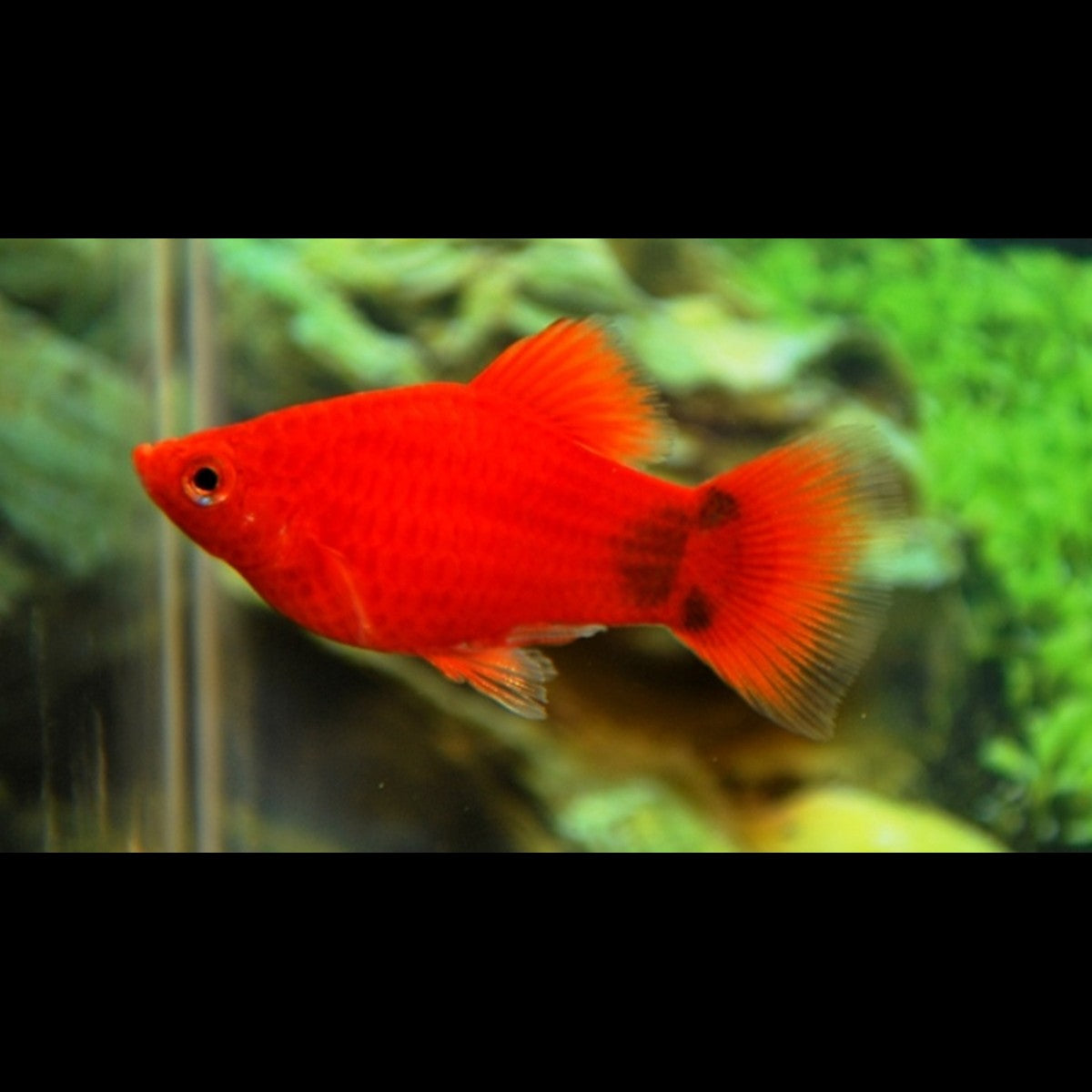 Platy corail rouge Mickey (Xiphophorus maculatus « coral red mickey »)