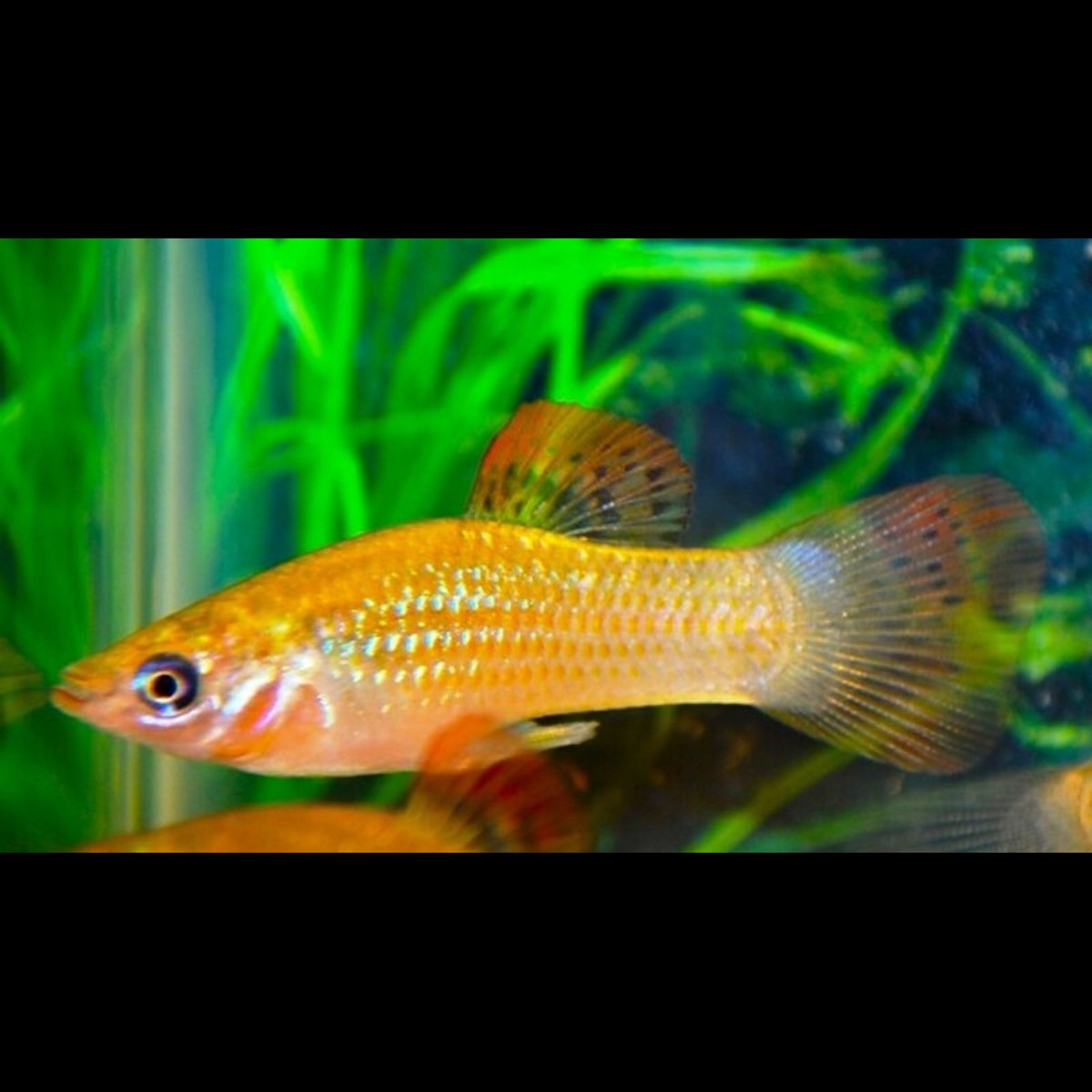 Molly Salvatoris (Poecilia salvatoris) – Sur commande
