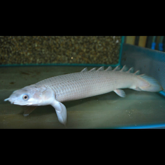 Polyptère DU Sénégal (Polypterus senegalus) – Sur commande