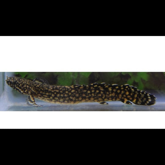 Polyptère Ornatipinnis (Polypterus ornatipinnis) – Sur commande
