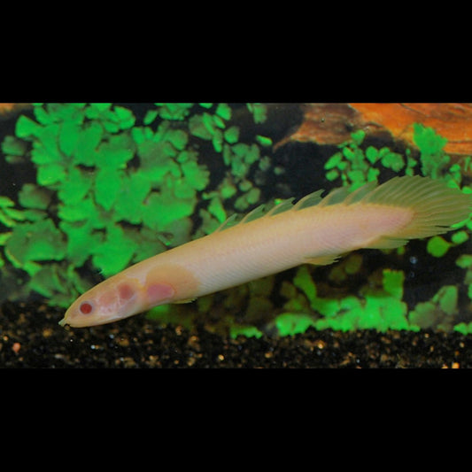 Polyptère DU Sénégal Albino (Polypterus senegalus albino) – Sur commande