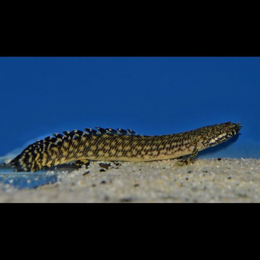Polyptère Ornatipinnis sauvage (Polypterus ornatipinnis) – Sur commande