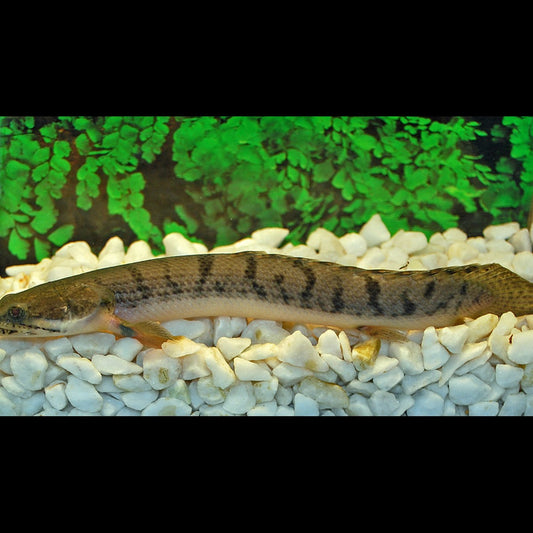 Polyptère Weeksii sauvage (Polypterus weeksii) – Sur commande