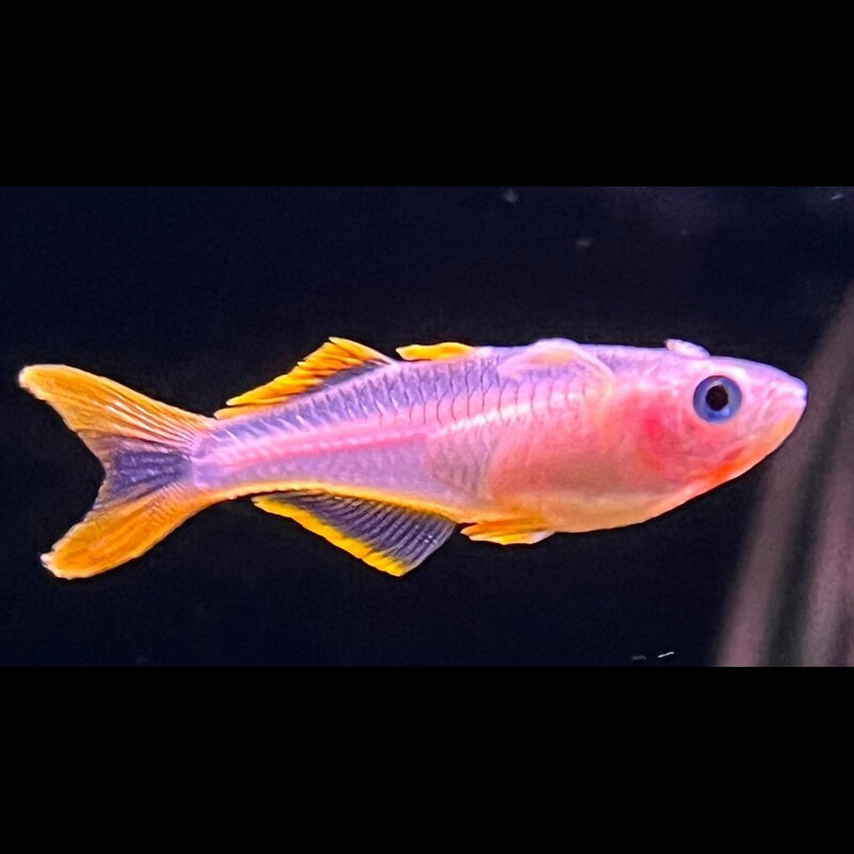 Pseudomugil à queue fourchue blond (Pseudomugil furcatus « blond »)