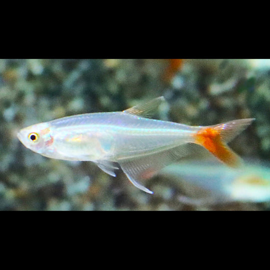 Characin de verre à queue rouge (Prionobrama filigera) – Sur commande