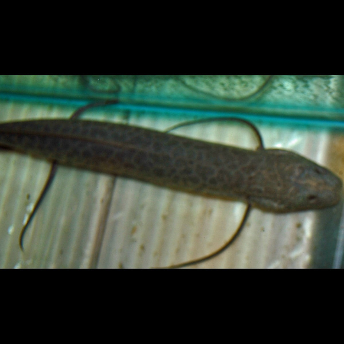 Protoptère Éthiopien sauvage (Protopterus aethiopicus) – Sur commande