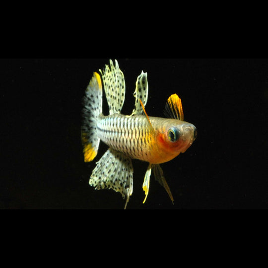 Pseudomugil de Gertrude Aru II (Pseudomugil gertrudae « Aru II ») – Sur commande