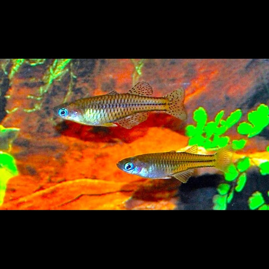Pseudomugil de Gertrude (Pseudomugil gertrudae) – Sur commande