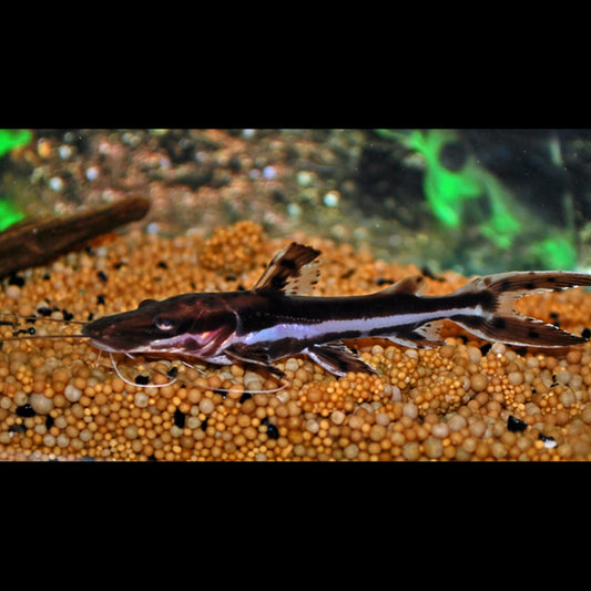 Silure Fasciatum (Pseudoplatystoma fasciatum) – Sur commande