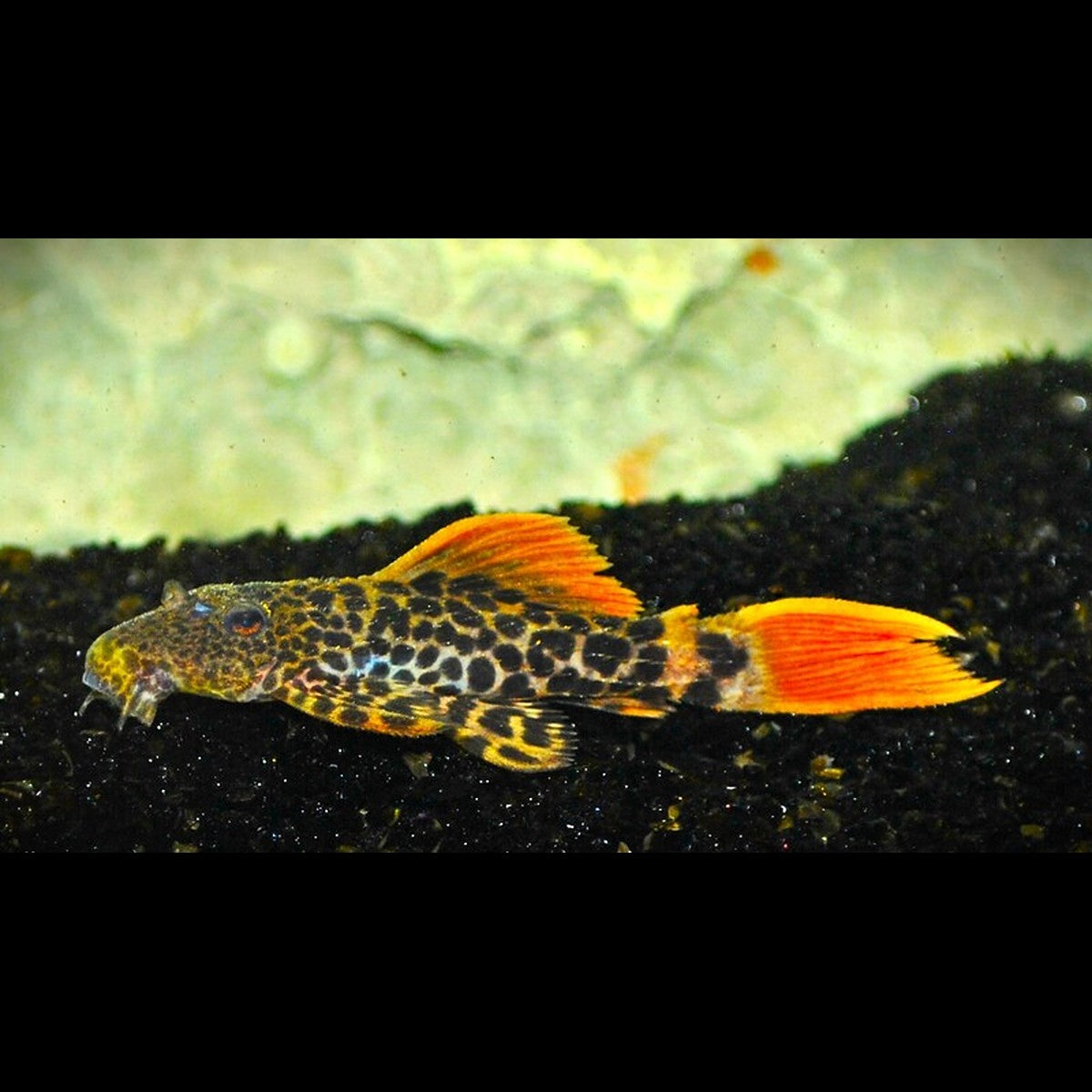 Pléco cactus léopard L600 (Pseudacanthicus leopardus) – Sur commande