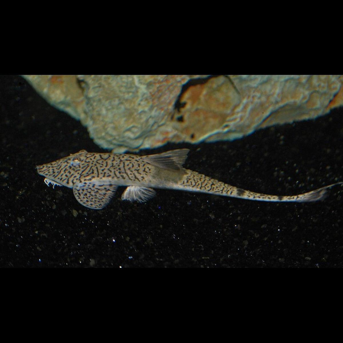 Pseudohemiodon marbré sauvage (Pseudohemiodon apithanos)