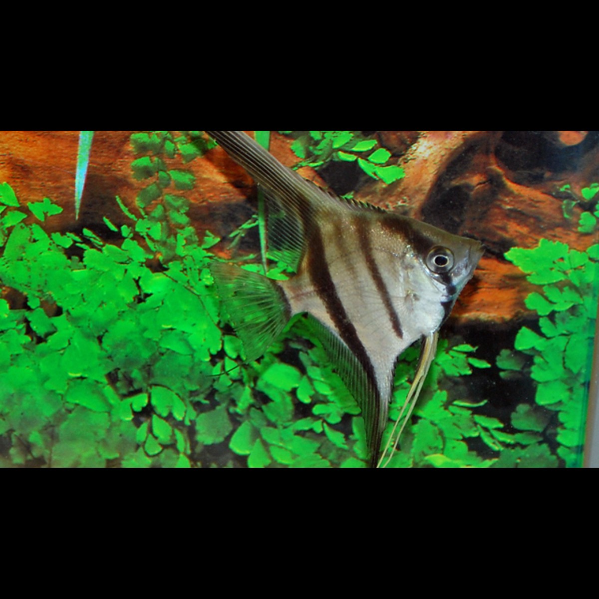 Scalaire Santa Isabel (Pterophyllum scalare « Santa Isabel »)