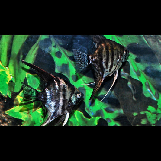 Scalaire Fonce Assortis (P. scalare dark mix) – Sur commande