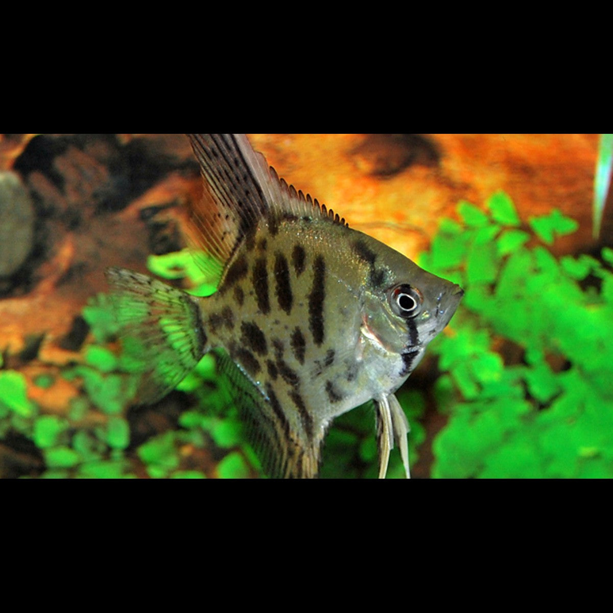 Scalaire Leopard (P. scalare leopard) – Sur commande