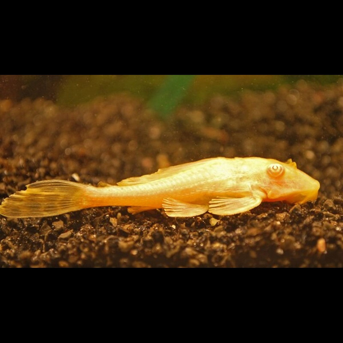 Pléco léopard albinos (Pterygoplichthys gibbiceps « albino ») – Sur commande