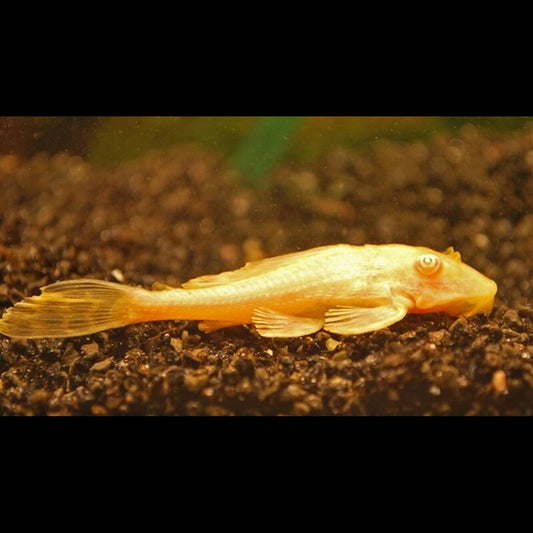 Pléco léopard albinos (Pterygoplichthys gibbiceps « albino ») – Sur commande