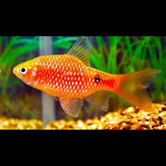 Barbus rosé voile (Pethia conchonius « long fin ») – Sur commande – par 10