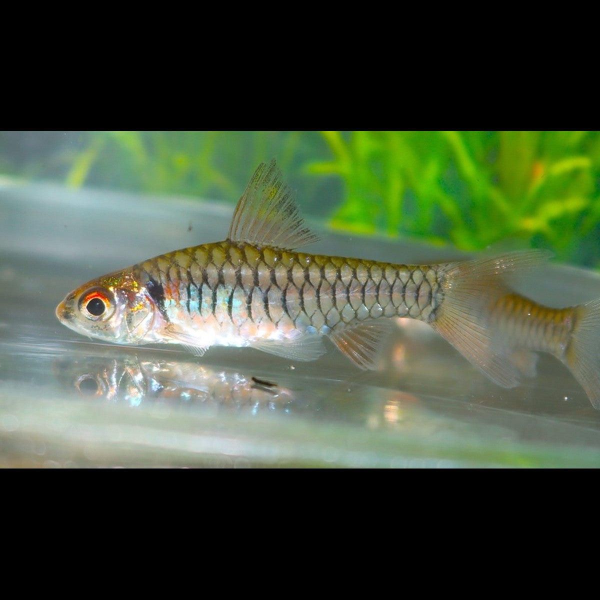 Clypeobarbus congicus sauvage (Clypeobarbus congicus) – Sur commande