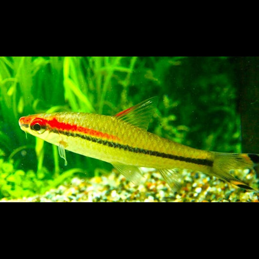 Barbus de Denison sauvage (Sahyadria denisonii) – Sur commande