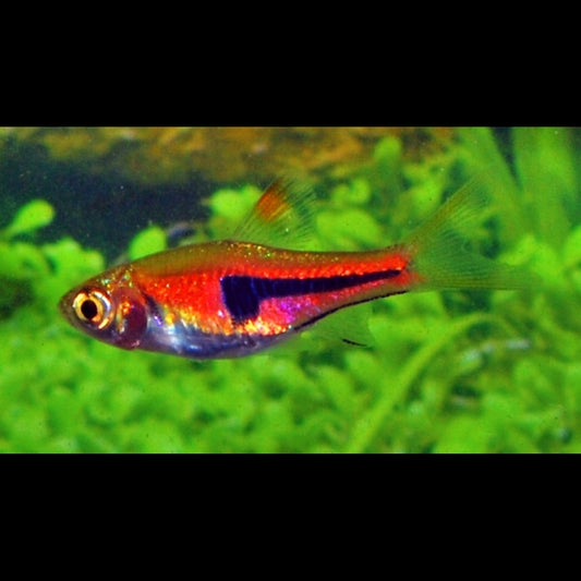 Rasbora d'Espe (Trigonostigma espei) – Sur commande – par 10