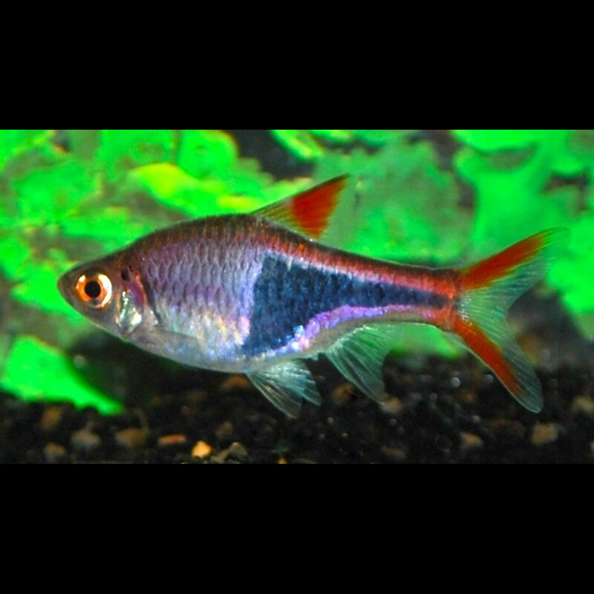 Rasbora arlequin (Trigonostigma heteromorpha)