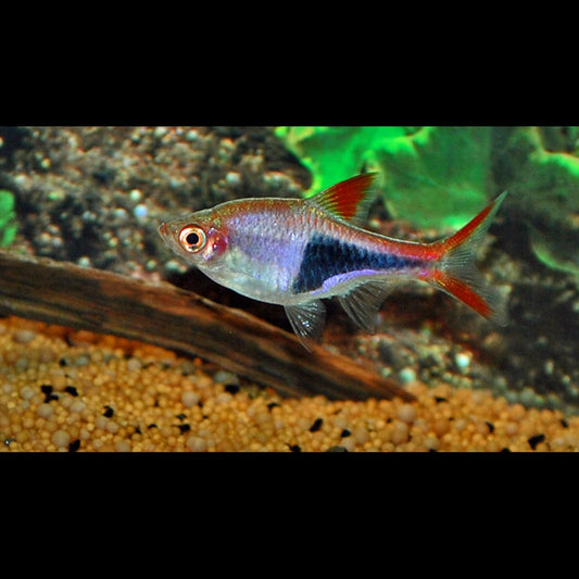 Rasbora arlequin sauvage (Trigonostigma heteromorpha) – Sur commande – par 10