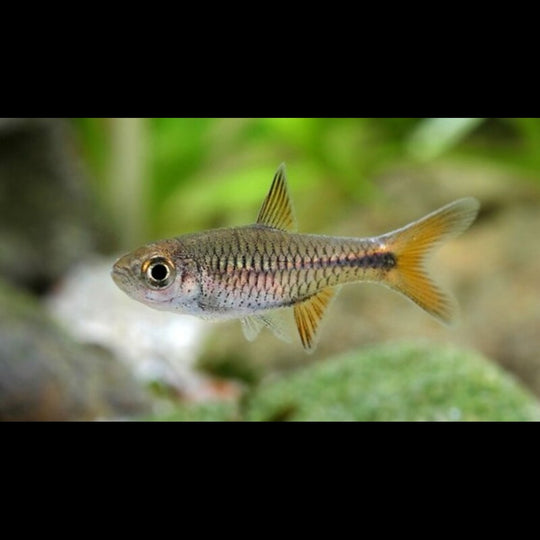 Rasbora à tache cerise (Rasbora lacrimula) – Sur commande