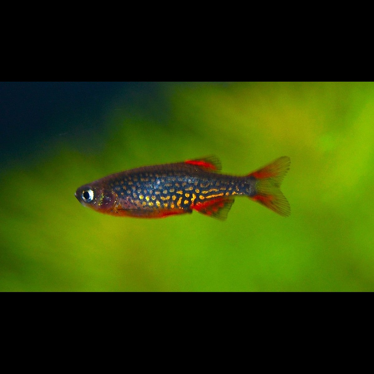 Danio galaxie (Danio margaritatus) – Sur commande