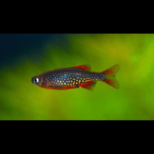 Danio galaxie (Danio margaritatus) – Sur commande