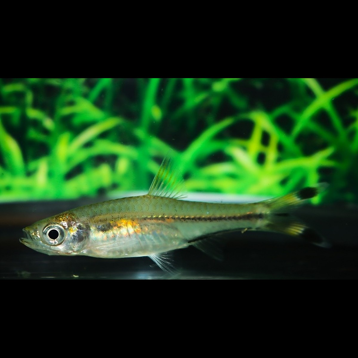 Rasbora ciseaux (Rasbora trilineata) – Sur commande – par 10