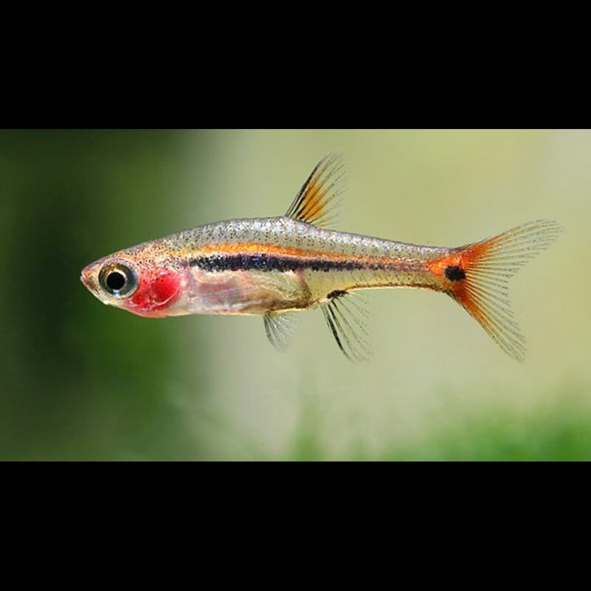 Rasbora nain urophthalmoides sauvage (Boraras urophthalmoides) – Sur commande – par 10