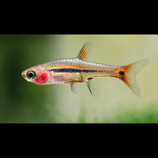 Rasbora nain urophthalmoides sauvage (Boraras urophthalmoides) – Sur commande – par 10