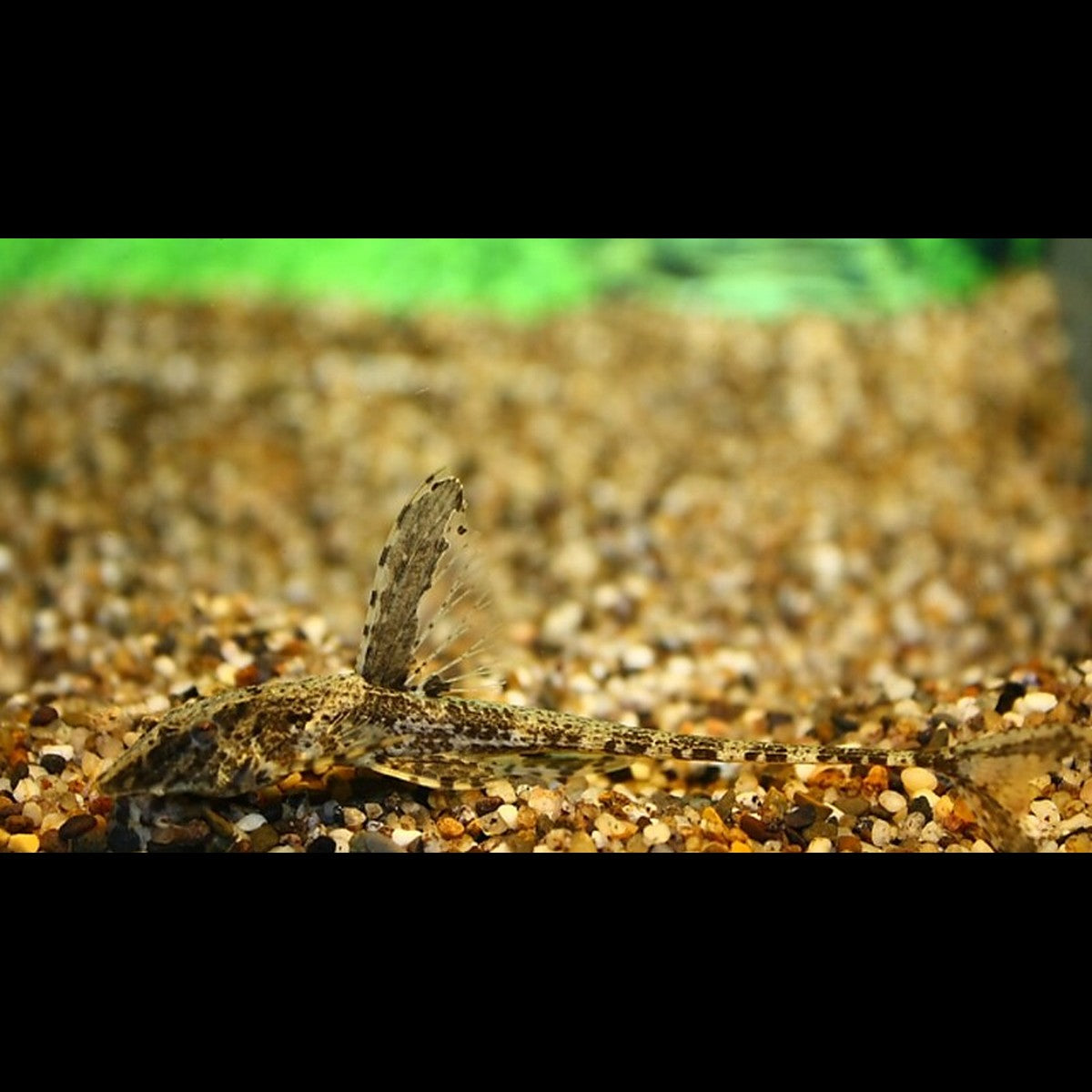 Rineloricaria lanceolata sauvage (Rineloricaria lanceolata) – Sur commande