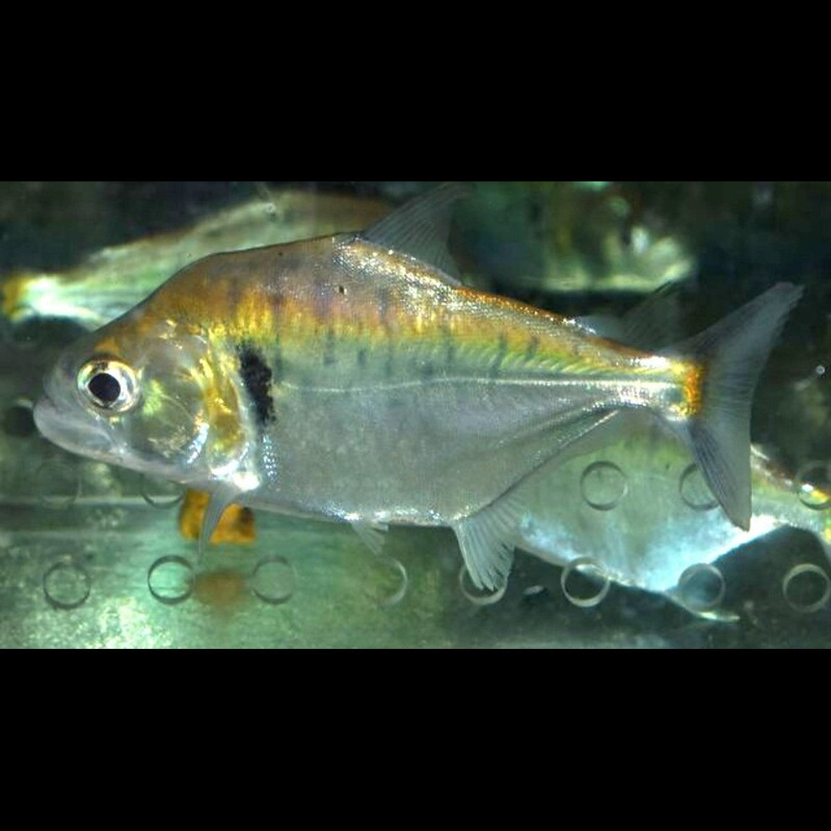 Piranha Manueli sauvage (Serrasalmus manueli) – Sur commande