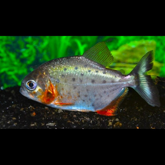 Piranha À Ventre Rouge (Pygocentrus nattereri) – Sur commande